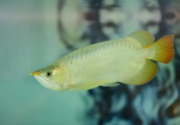 Złota ryba arowana w akwarium, z charakterystycznymi wąsikami i łuskami.