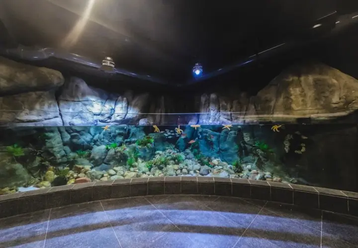 Oceanarium Gdyńskie – Fascynujące atrakcje i informacje dla odwiedzających