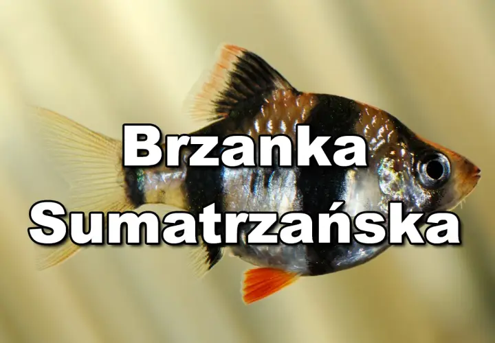 Brzanka sumatrzańska, popularna ryba akwariowa, często trzymana z innymi łagodnymi gatunkami.