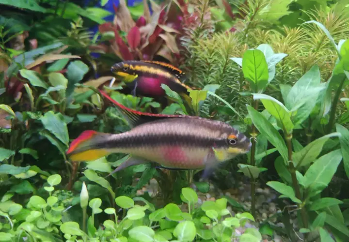 Dwa barwniaki czerwonobrzuchy pływają wśród bujnej, zielonej roślinności akwariowej.