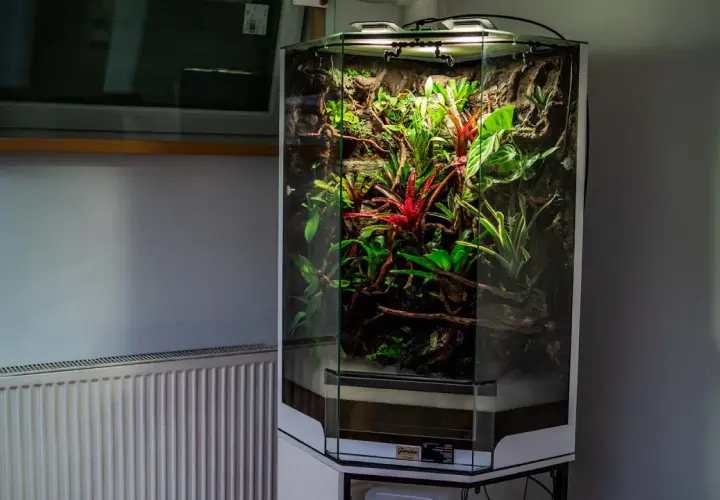 Wysokie, sześciokątne paludarium z akwarium, pełne bujnej, tropikalnej roślinności, w tym czerwonych bromelii i zielonych liści.