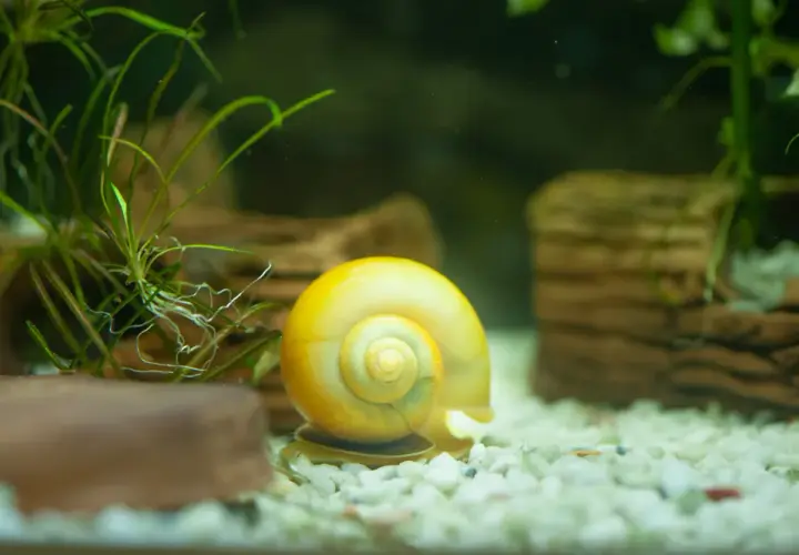 Co zjada ślimaki w akwarium? Oto ryby, które rozwiążą problem