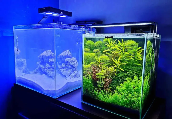 Ile rybek w akwarium 20l? Oto najlepsze gatunki i ich wymagania