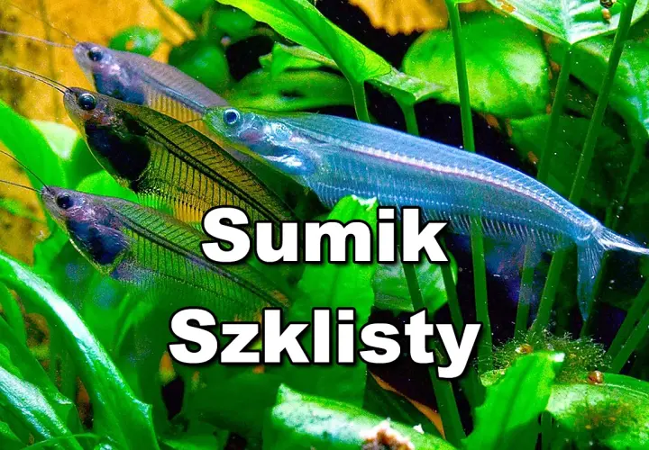 Kilka sumików szklistych pływa wśród zielonych roślin akwariowych.