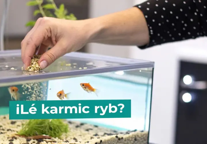 Dłoń wsypuje pokarm do akwarium, gdzie pływają złote rybki. Czy to odpowiedni pokarm dla ryb roślinożernych?