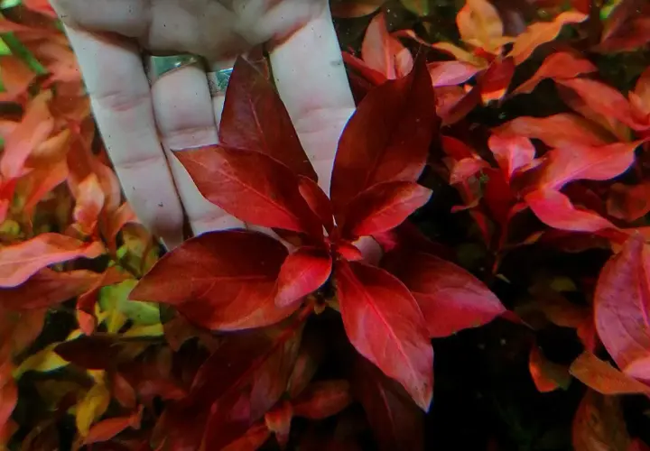 Dłoń trzyma piękną, czerwoną Ludwigia glandulosa w akwarium. Liście są intensywnie wybarwione.