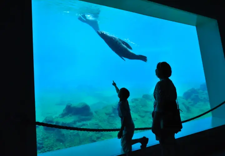 Oceanarium Gliwice: Odkryj niezwykłe atrakcje morskie w okolicy
