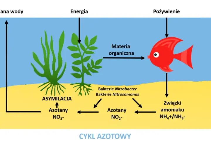 Cykl azotowy w akwarium: ryba produkuje związki amoniaku, które bakterie Nitrosomonas i Nitrobacter przetwarzają. Rośliny asymilują azotany.