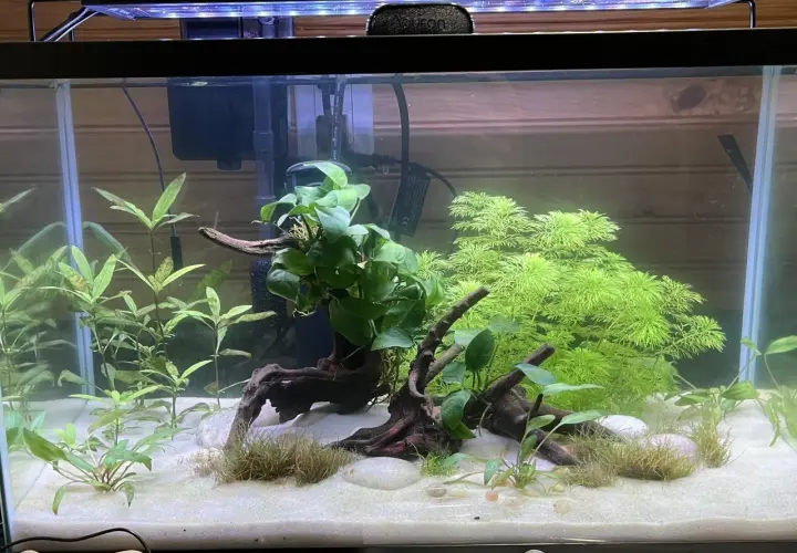 Aktywne akwarium z piaskiem, korzeniami i bujną roślinnością, w tym Hygrophila siamensis, tworzącą zieloną ścianę.