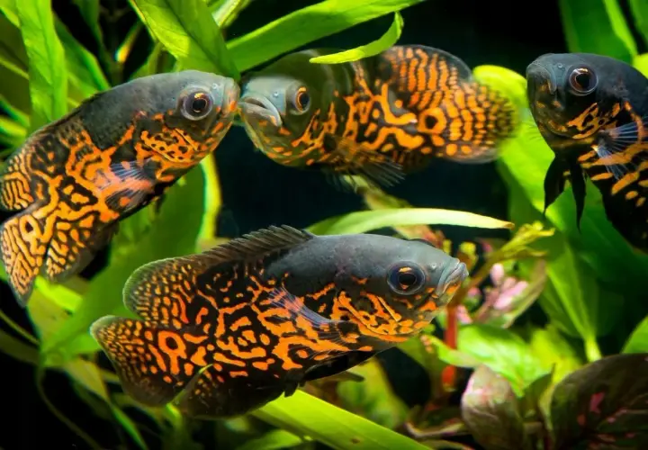 Kilka pielęgnic severum gold pływa wśród zielonych roślin akwariowych, prezentując swoje pomarańczowo-czarne wzory.