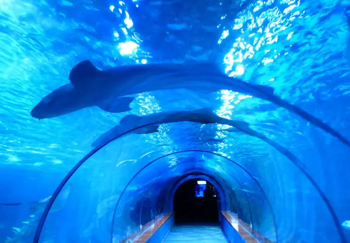 Oceanarium w Łodzi: Niezapomniane atrakcje i tajemnice Orientarium