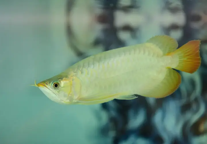 Złota arowana pływa w akwarium, gdzie twardość wody jest kluczowa dla jej zdrowia.