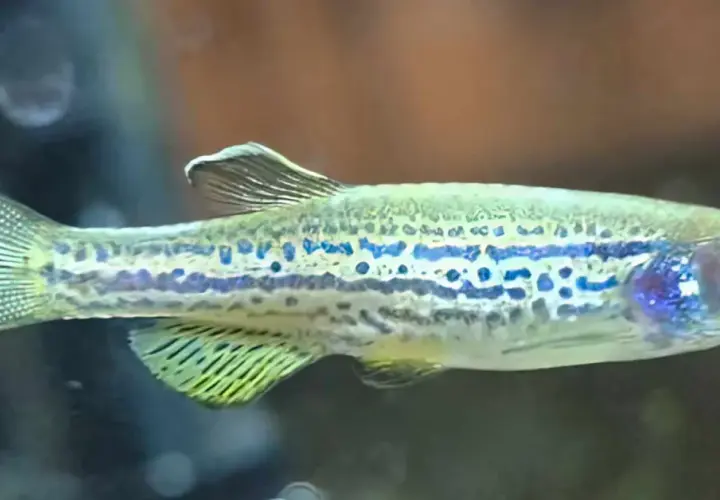 Danio pręgowane z niebieskimi plamkami, idealne do akwarium z odpowiednią temperaturą wody.