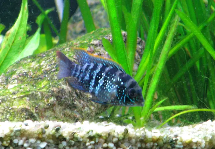 Akara electric blue z białymi kropkami pływa wśród zielonych roślin i kamieni.