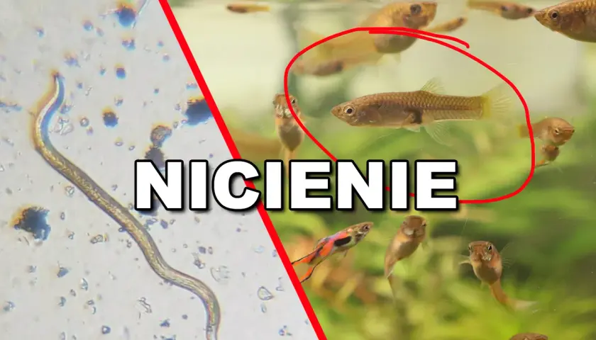 Mikroskopowy widok nicienia obok akwarium z rybkami. Czy te nicienie mogą zaszkodzić rybie?