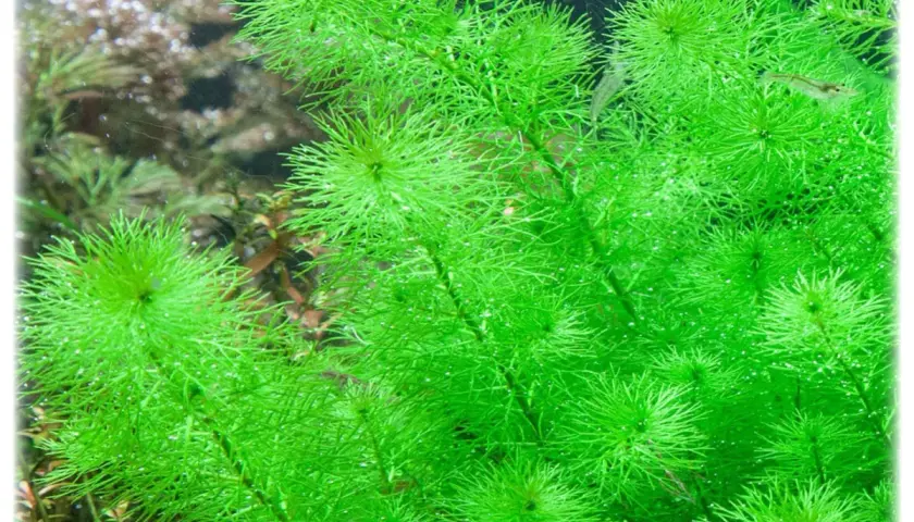 Gęste, jasnozielone kępy wodnej rośliny Myriophyllum guyana, z drobnymi pęcherzykami powietrza na liściach.