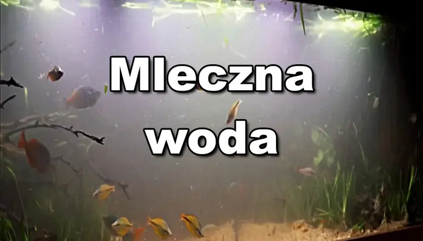 Mętna woda w akwarium, ryby pływają w mlecznym oparze.