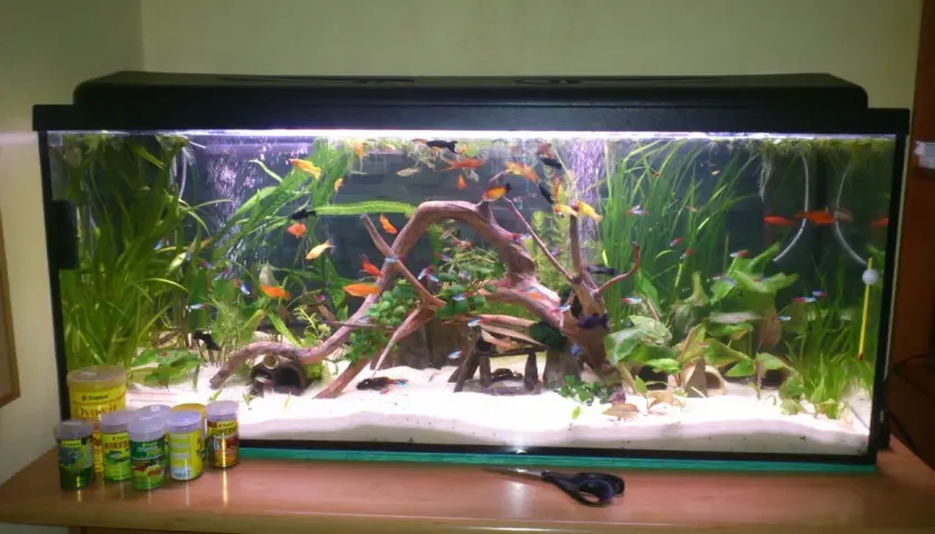 Aktywne akwarium z rybkami i bujną roślinnością, w tym Limnophila heterophylla. Na blacie stoją słoiczki z pokarmem.