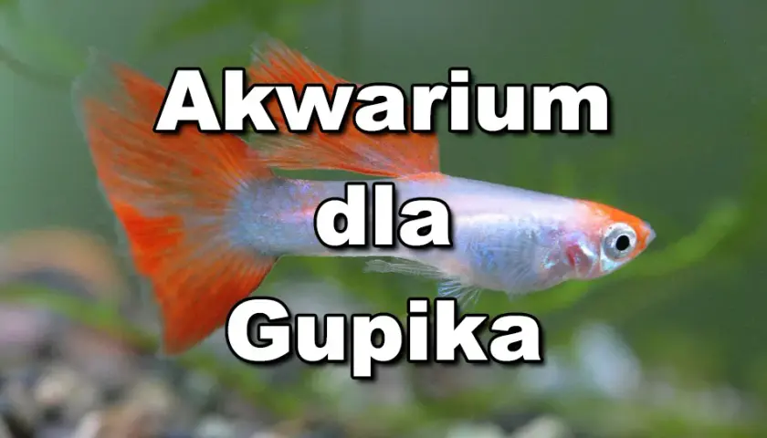 Ile gupików w akwarium? Oto, co musisz wiedzieć, aby uniknąć problemów