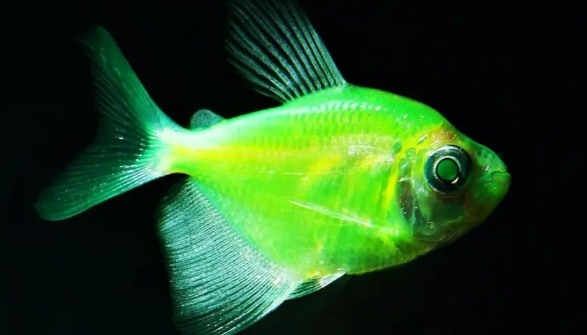 Jasnozielony danio fluorescencyjne z opalizującymi płetwami i oczami, pływające w ciemności.