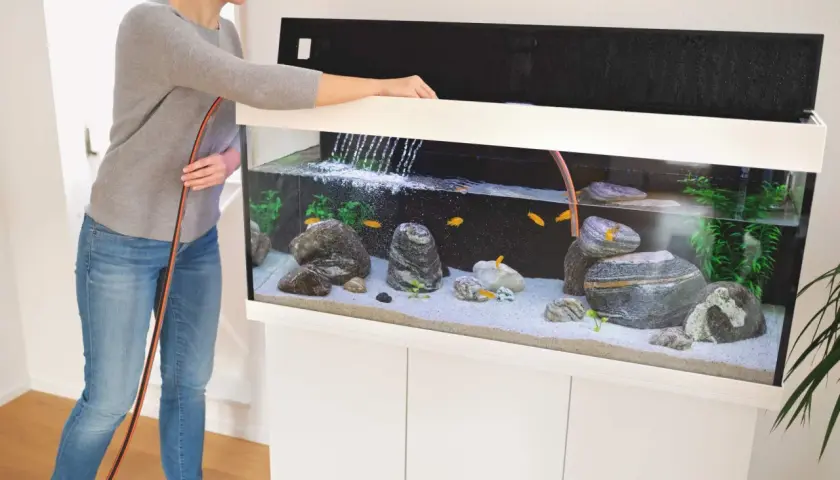 Kobieta wymienia wodę w akwarium z rybkami. Regularna wymiana wody jest kluczowa dla zdrowia mieszkańców.