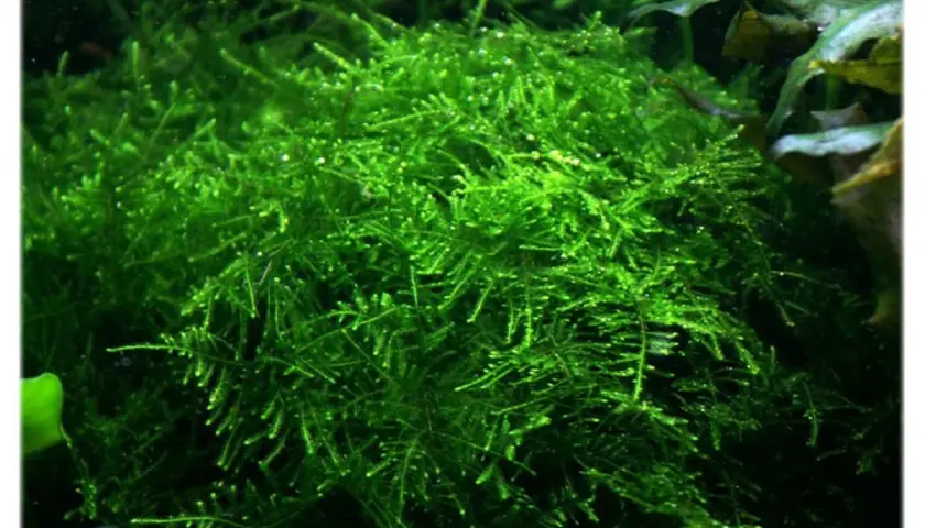 Gęsty, zielony taiwan moss w akwarium, tworzący bujne kępy.