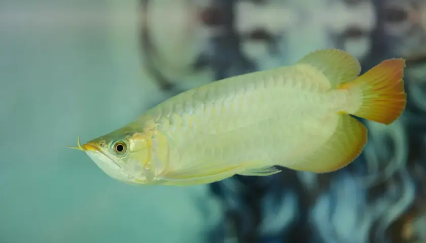 Złota ryba arowana w akwarium, z charakterystycznymi wąsikami i łuskami.
