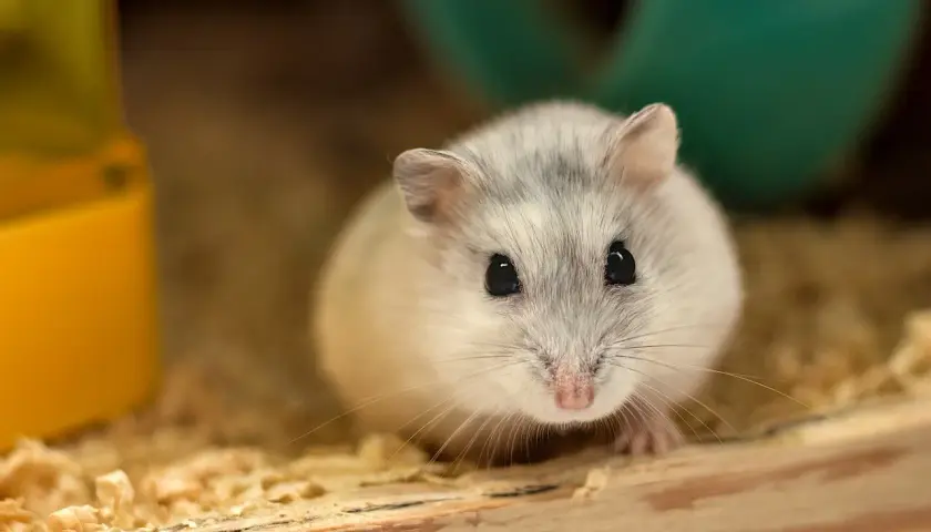 Klatka czy akwarium dla chomika? Poznaj lepsze rozwiązania dla pupila
