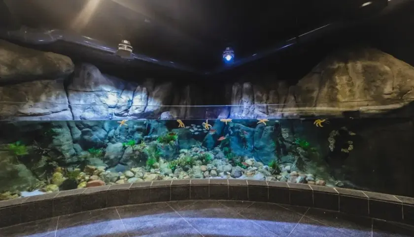 Oceanarium Gdyńskie – Fascynujące atrakcje i informacje dla odwiedzających