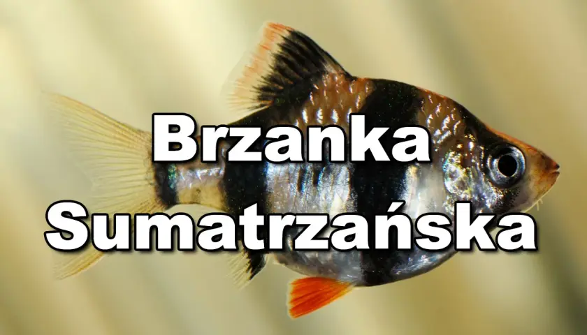 Brzanka sumatrzańska, popularna ryba akwariowa, często trzymana z innymi łagodnymi gatunkami.