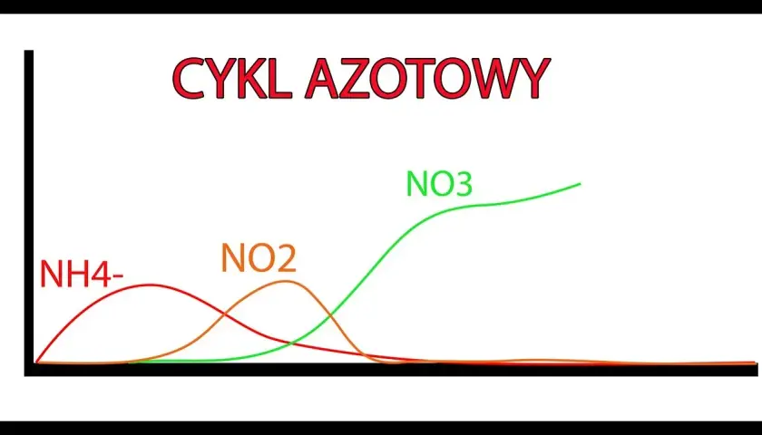 Ile dojrzewa akwarium? Kluczowe czynniki wpływające na czas cyklu