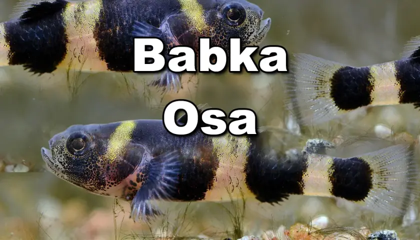 Dwie ryby babka akwariowa z charakterystycznymi czarno-żółtymi pasami.