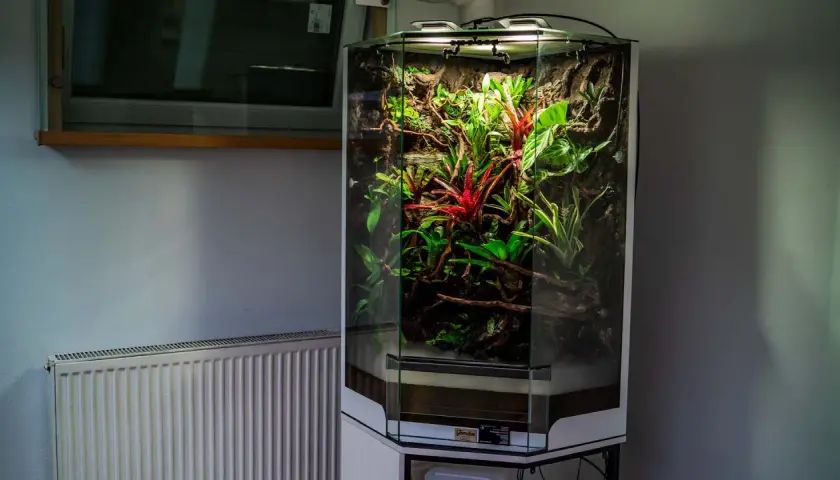 Wysokie, sześciokątne paludarium z akwarium, pełne bujnej, tropikalnej roślinności, w tym czerwonych bromelii i zielonych liści.