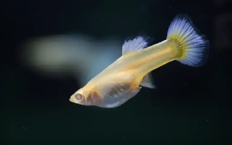 Gupiki z jakimi rybami? Odkryj najlepsze towarzystwo dla nich