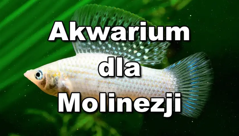 Jakie rybki z molinezjami – najlepsze towarzysze dla twojego akwarium
