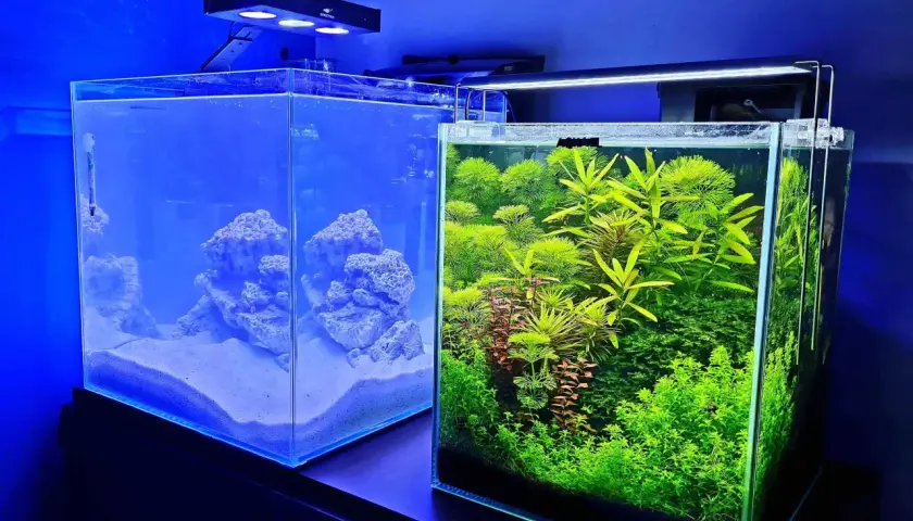 Ile rybek w akwarium 20l? Oto najlepsze gatunki i ich wymagania