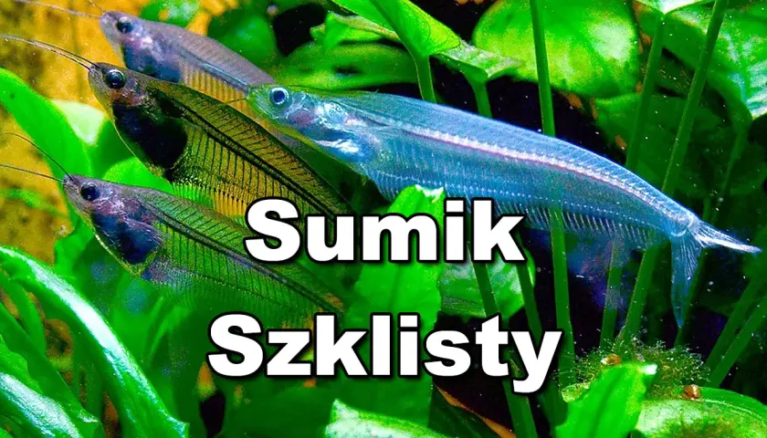Kilka sumików szklistych pływa wśród zielonych roślin akwariowych.