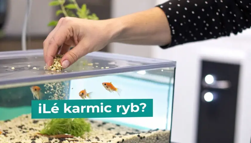 Dłoń wsypuje pokarm do akwarium, gdzie pływają złote rybki. Czy to odpowiedni pokarm dla ryb roślinożernych?
