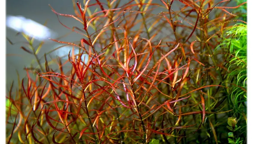 Gęsta kępa czerwono-zielonych łodyg Ludwigia arcuata z drobnymi pęcherzykami powietrza, tworząca podwodny krajobraz.