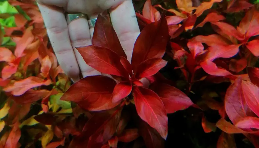 Dłoń trzyma piękną, czerwoną Ludwigia glandulosa w akwarium. Liście są intensywnie wybarwione.