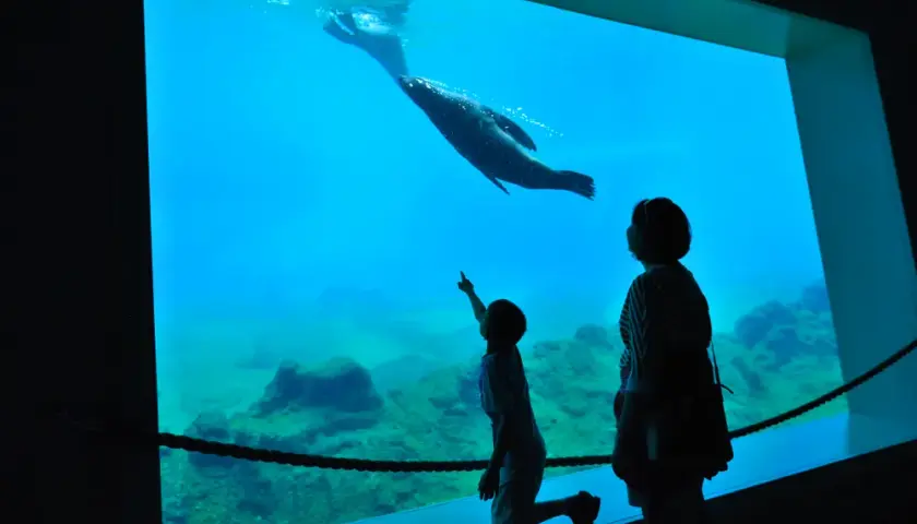 Oceanarium Gliwice: Odkryj niezwykłe atrakcje morskie w okolicy