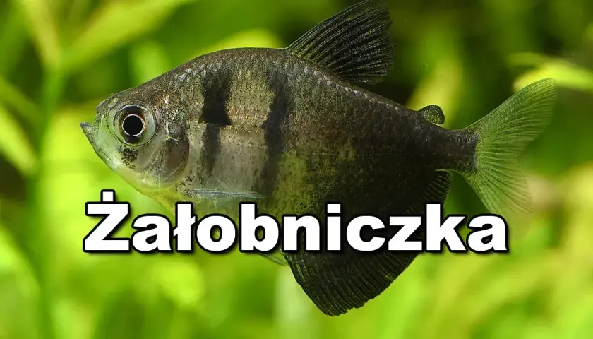 Czarna ryba akwariowa, znana jako żałobniczka, pływa wśród zielonych roślin.