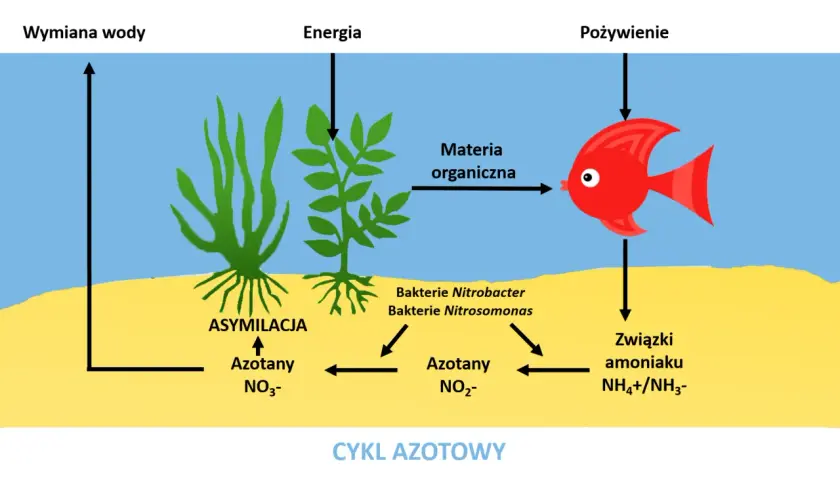 Cykl azotowy w akwarium: ryba produkuje związki amoniaku, które bakterie Nitrosomonas i Nitrobacter przetwarzają. Rośliny asymilują azotany.