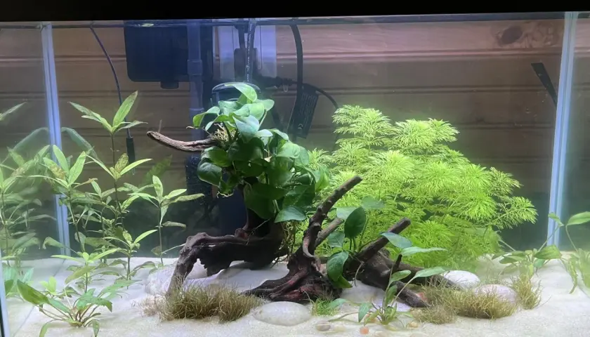 Aktywne akwarium z piaskiem, korzeniami i bujną roślinnością, w tym Hygrophila siamensis, tworzącą zieloną ścianę.