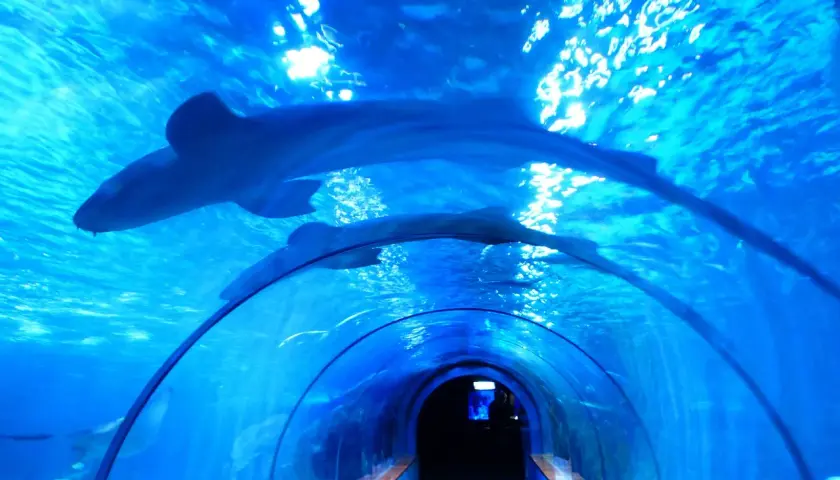 Oceanarium w Łodzi: Niezapomniane atrakcje i tajemnice Orientarium