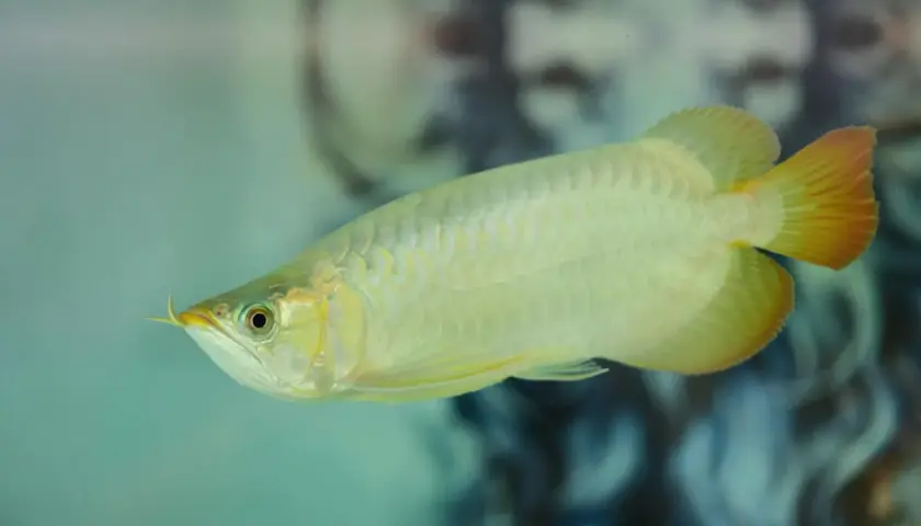 Złota arowana pływa w akwarium, gdzie twardość wody jest kluczowa dla jej zdrowia.