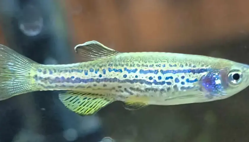 Danio pręgowane z niebieskimi plamkami, idealne do akwarium z odpowiednią temperaturą wody.