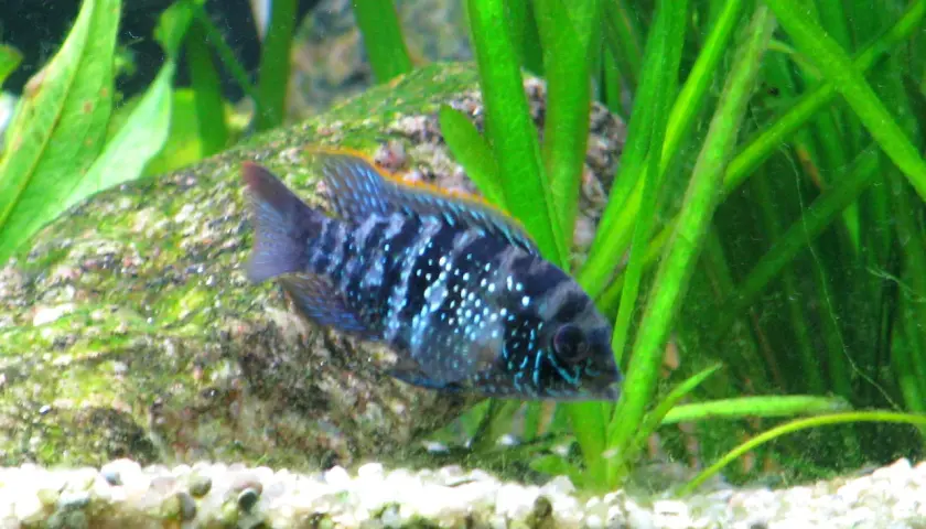 Akara electric blue z białymi kropkami pływa wśród zielonych roślin i kamieni.