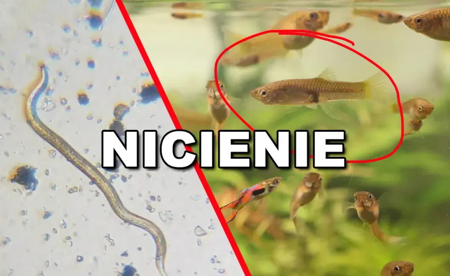 Nicienie u ryb akwariowych - Jak rozpoznać i skutecznie leczyć?