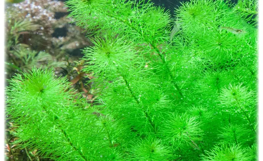 Myriophyllum 'Guyana' - Jak uniknąć błędów i stworzyć gęstą kępę?